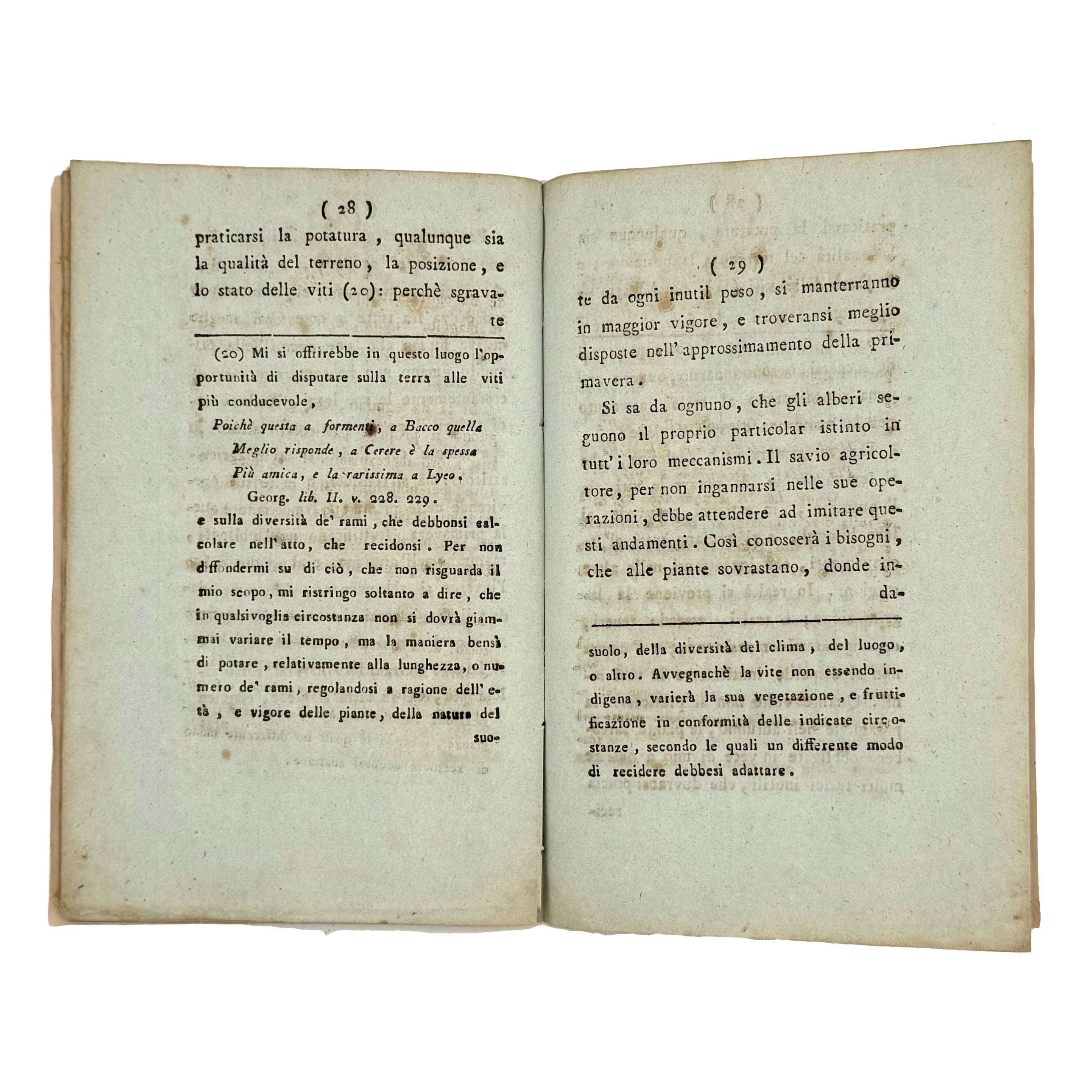 Memoria sul tempo della potatura delle viti