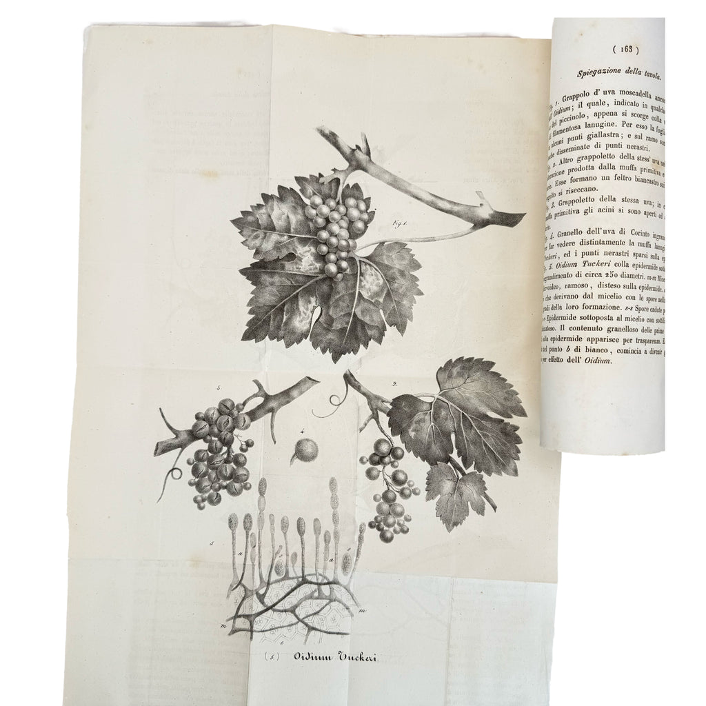 Osservazioni sulla malattia della vite