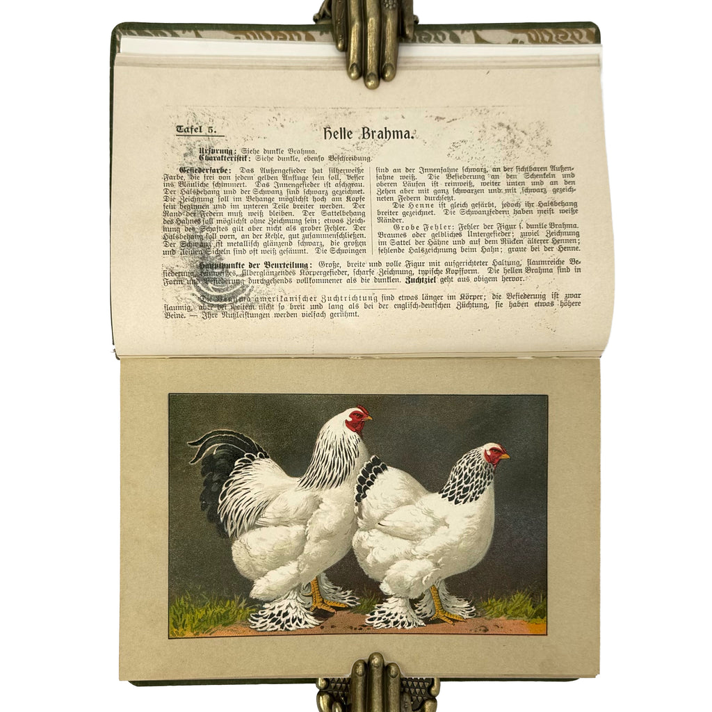 Kramers Taschenbuch der Rassegeflügelzucht by Kramer, Rudolf: a distinguished excerpt from the 1908 agriculture & natural history work