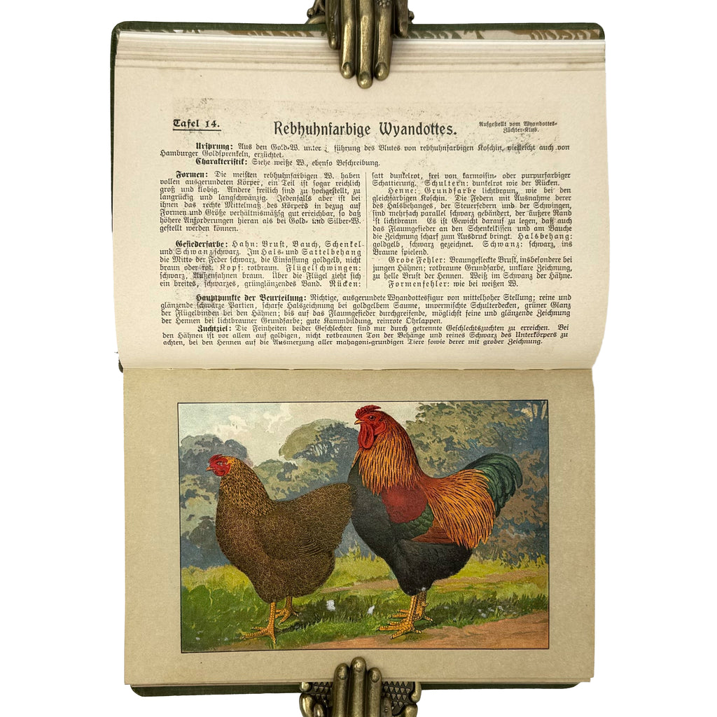 Kramers Taschenbuch der Rassegeflügelzucht by Kramer, Rudolf: a noteworthy detail captured from the 1908 agriculture & natural history piece