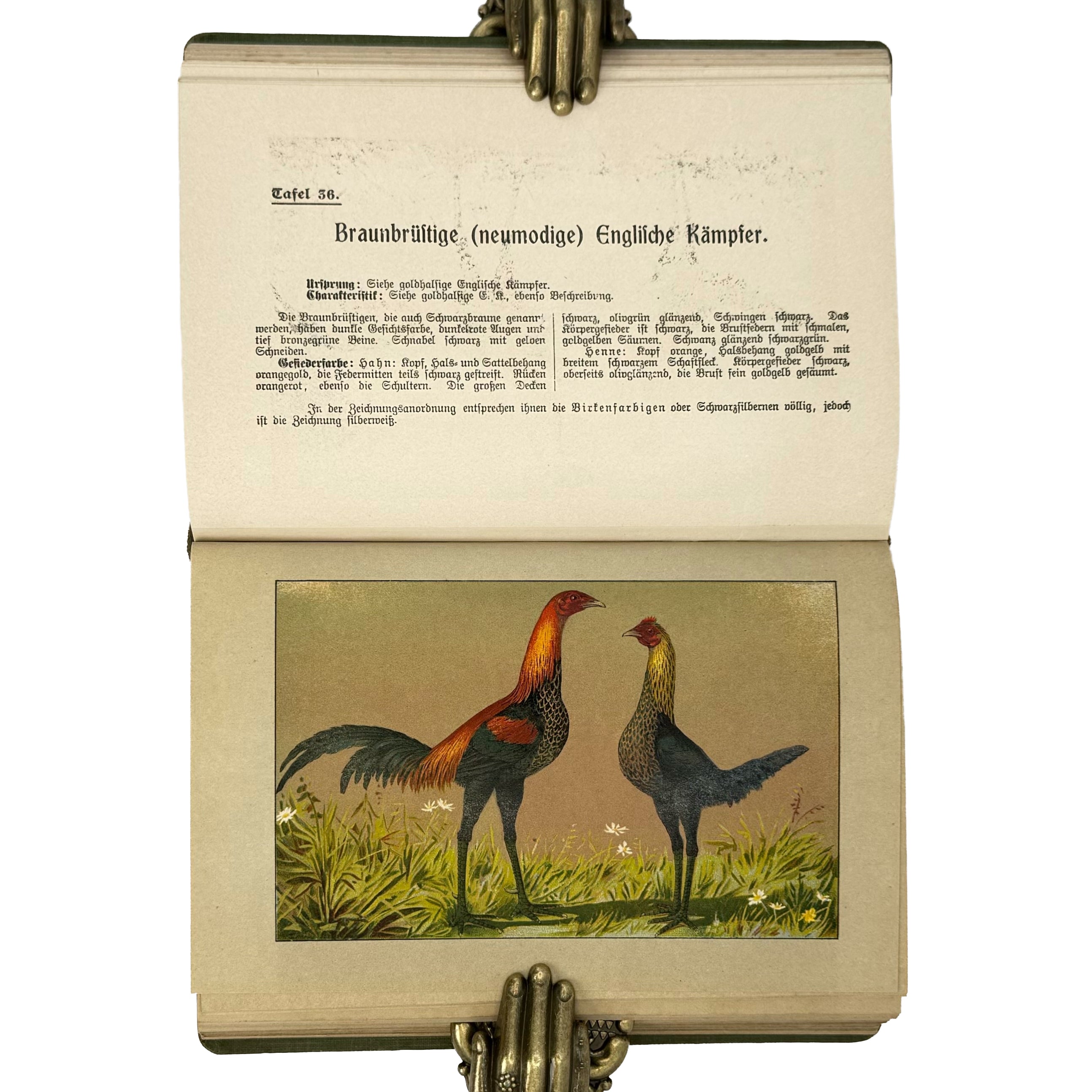 Kramers Taschenbuch der Rassegeflügelzucht by Kramer, Rudolf: a scarce illustrative detail of the 1908 agriculture & natural history printed work