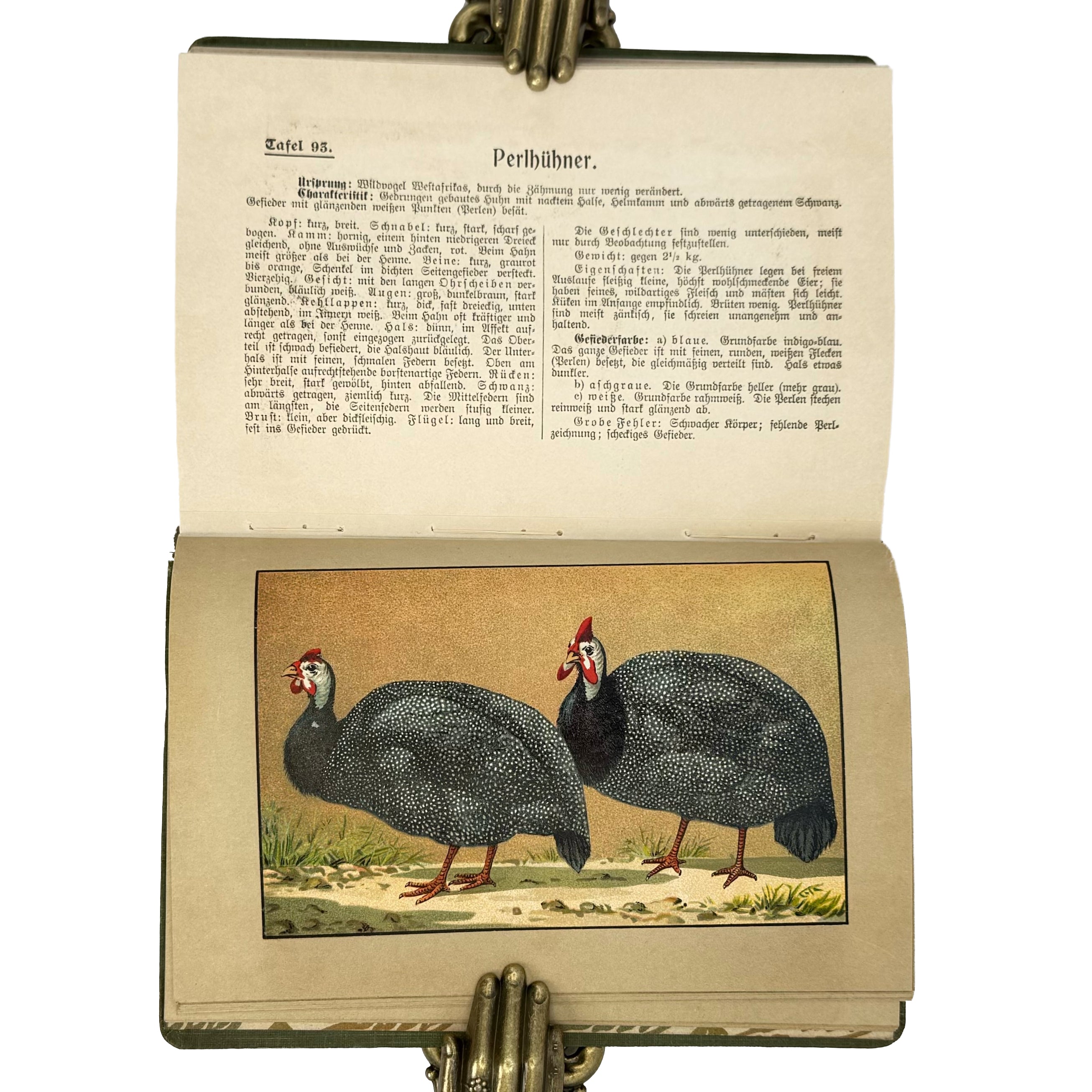 Kramers Taschenbuch der Rassegeflügelzucht by Kramer, Rudolf: a remarkable illustrative passage from the 1908 agriculture & natural history publication