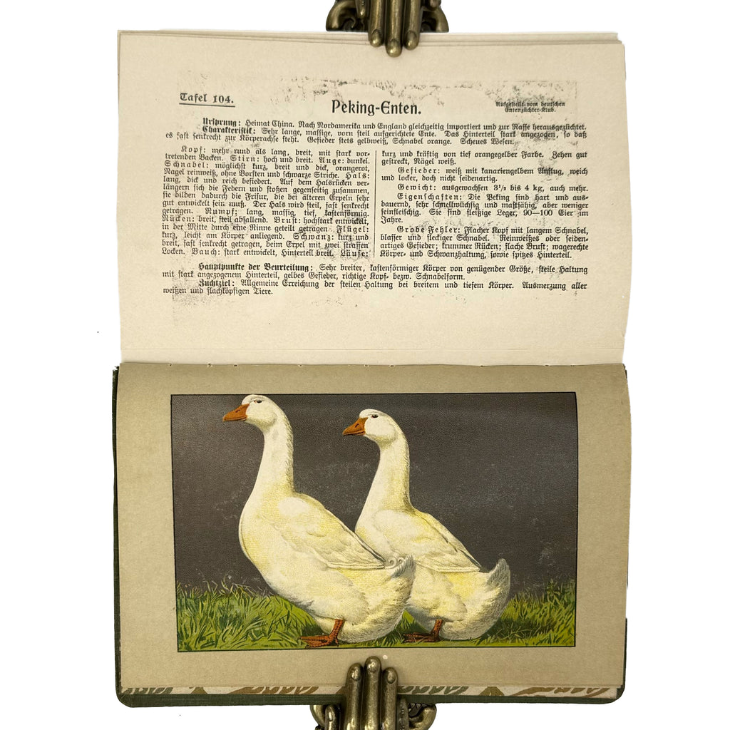 Kramers Taschenbuch der Rassegeflügelzucht by Kramer, Rudolf: a rare visual excerpt of the 1908 agriculture & natural history treatise