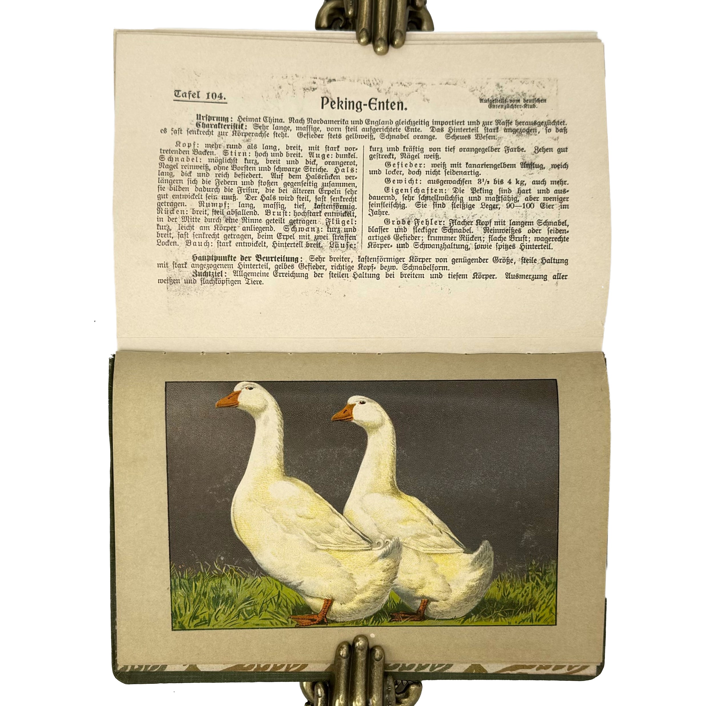 Kramers Taschenbuch der Rassegeflügelzucht by Kramer, Rudolf: a rare visual excerpt of the 1908 agriculture & natural history treatise
