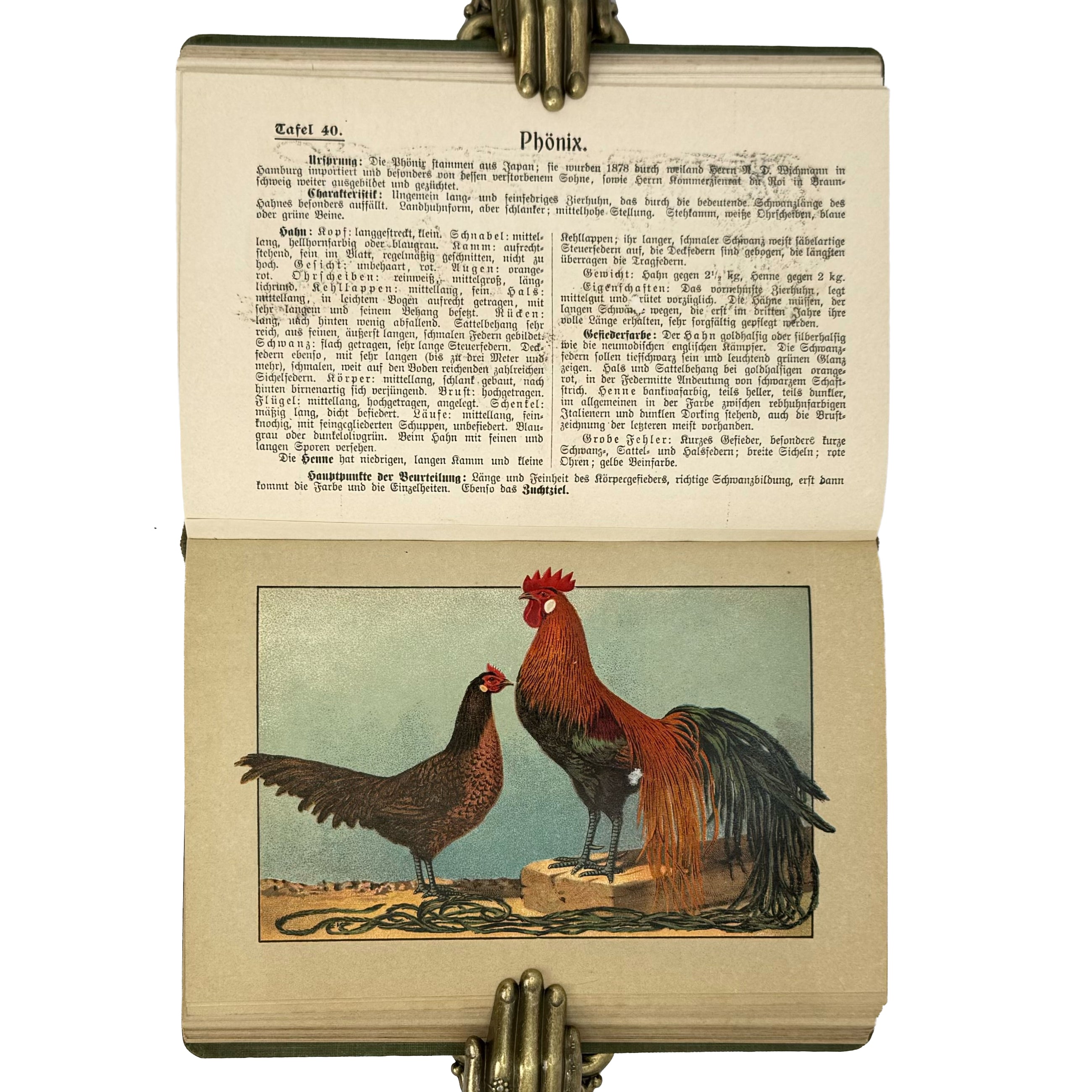 Kramers Taschenbuch der Rassegeflügelzucht by Kramer, Rudolf: an exceptional example from the 1908 agriculture & natural history publication