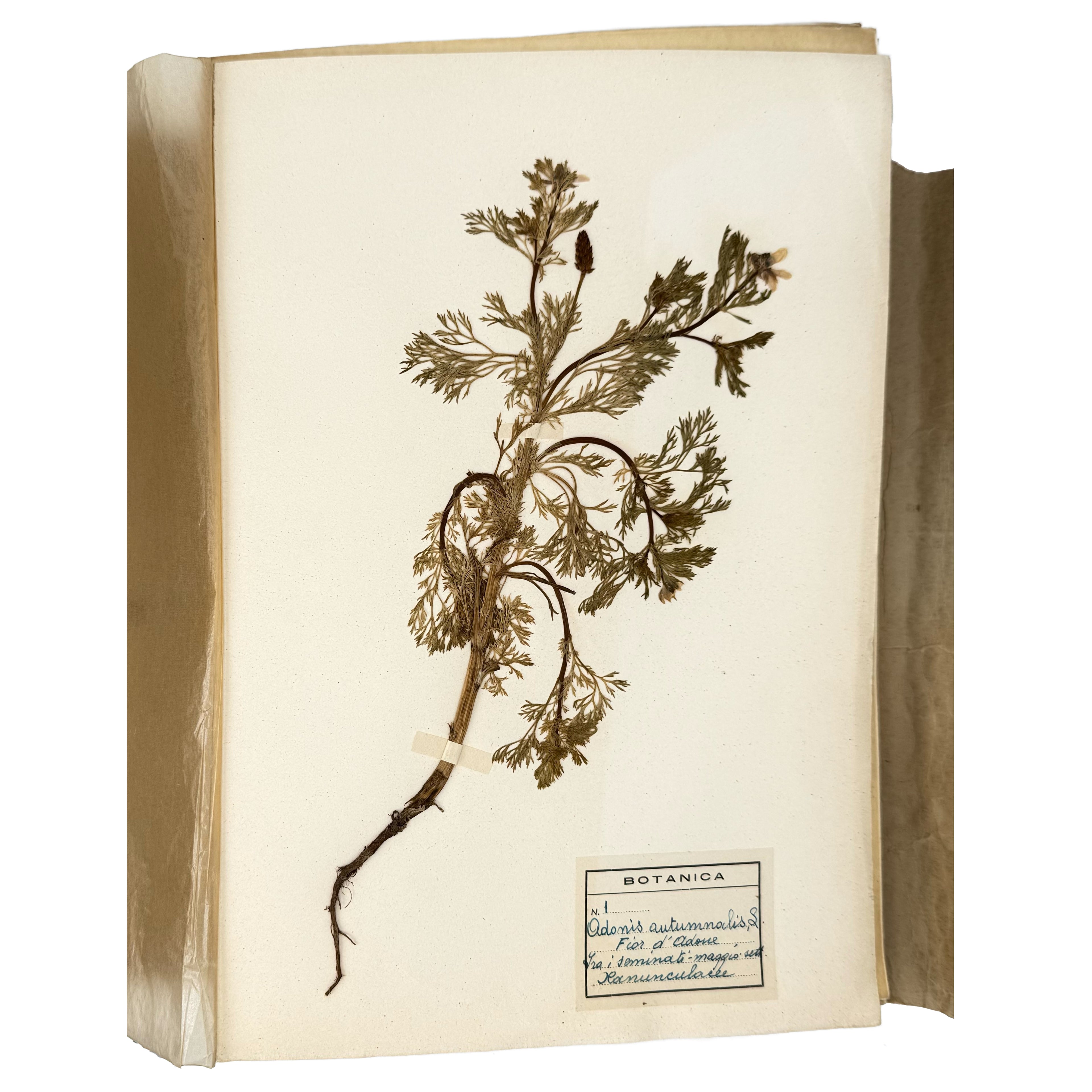 Italian botanical Herbarium, 51 specimens by : an exquisite selection from the agriculture & natural history work