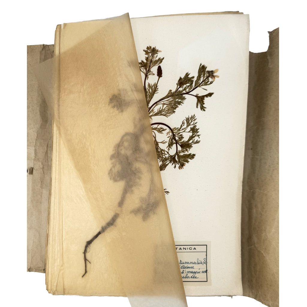 Italian botanical Herbarium, 51 specimens by : an exceptional example from the agriculture & natural history text