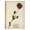 Italian botanical Herbarium, 51 specimens by : a distinguished excerpt from the agriculture & natural history printed work