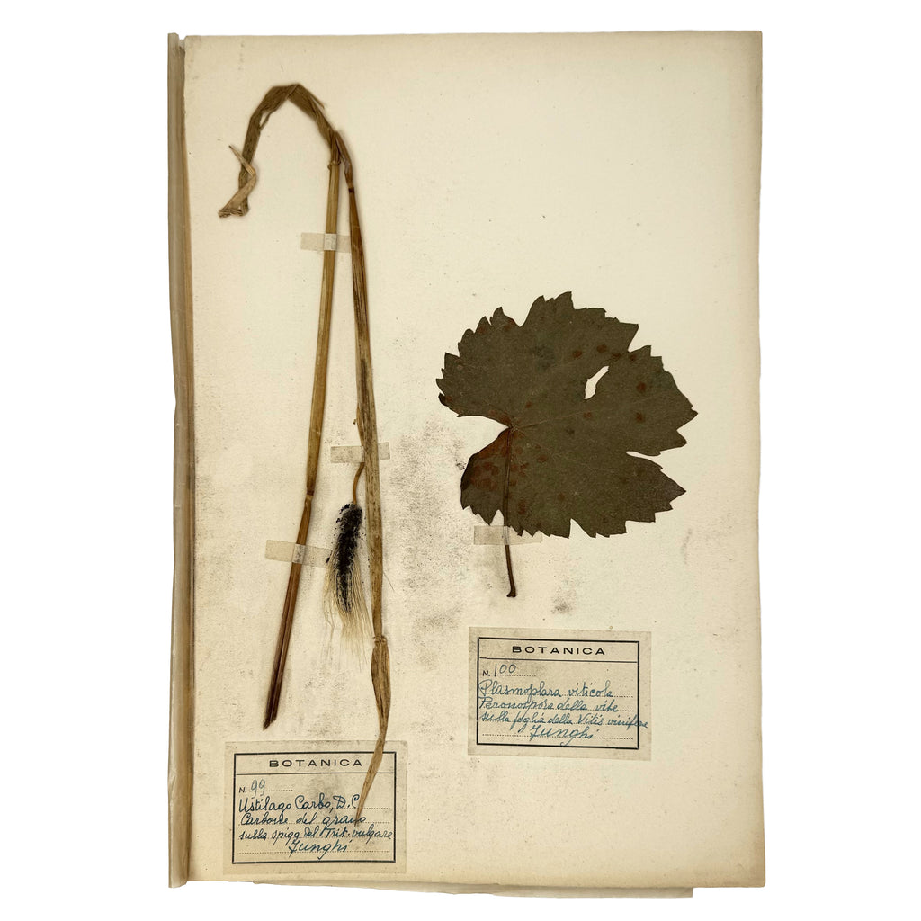 Italian botanical Herbarium, 51 specimens by : a distinguished excerpt from the agriculture & natural history exemplar