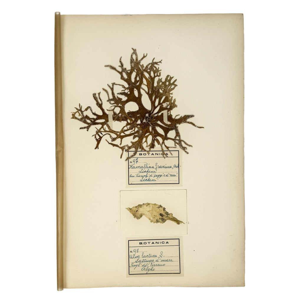 Italian botanical Herbarium, 51 specimens by : a delicate visual nuance of the agriculture & natural history treatise