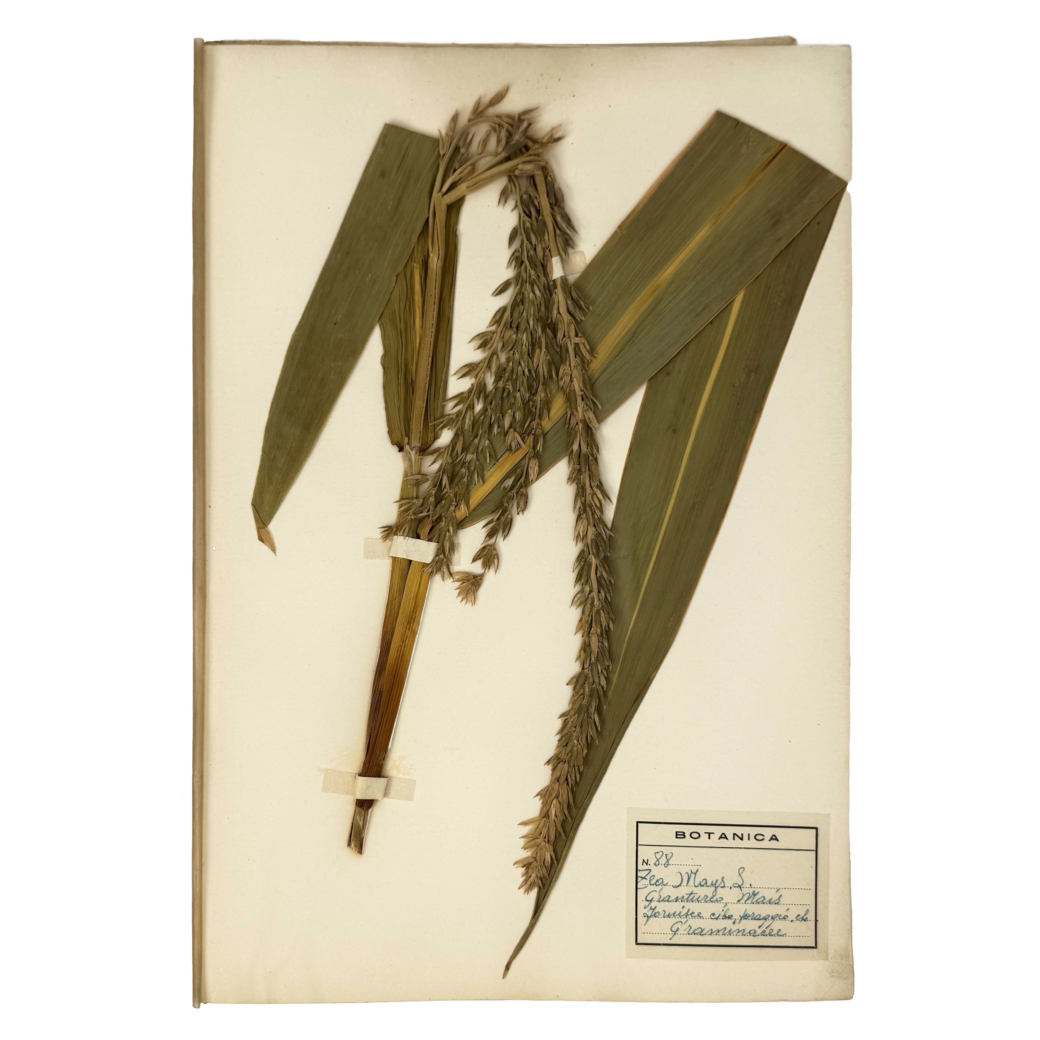 Italian botanical Herbarium, 51 specimens by : a selected plate showing the agriculture & natural history piece
