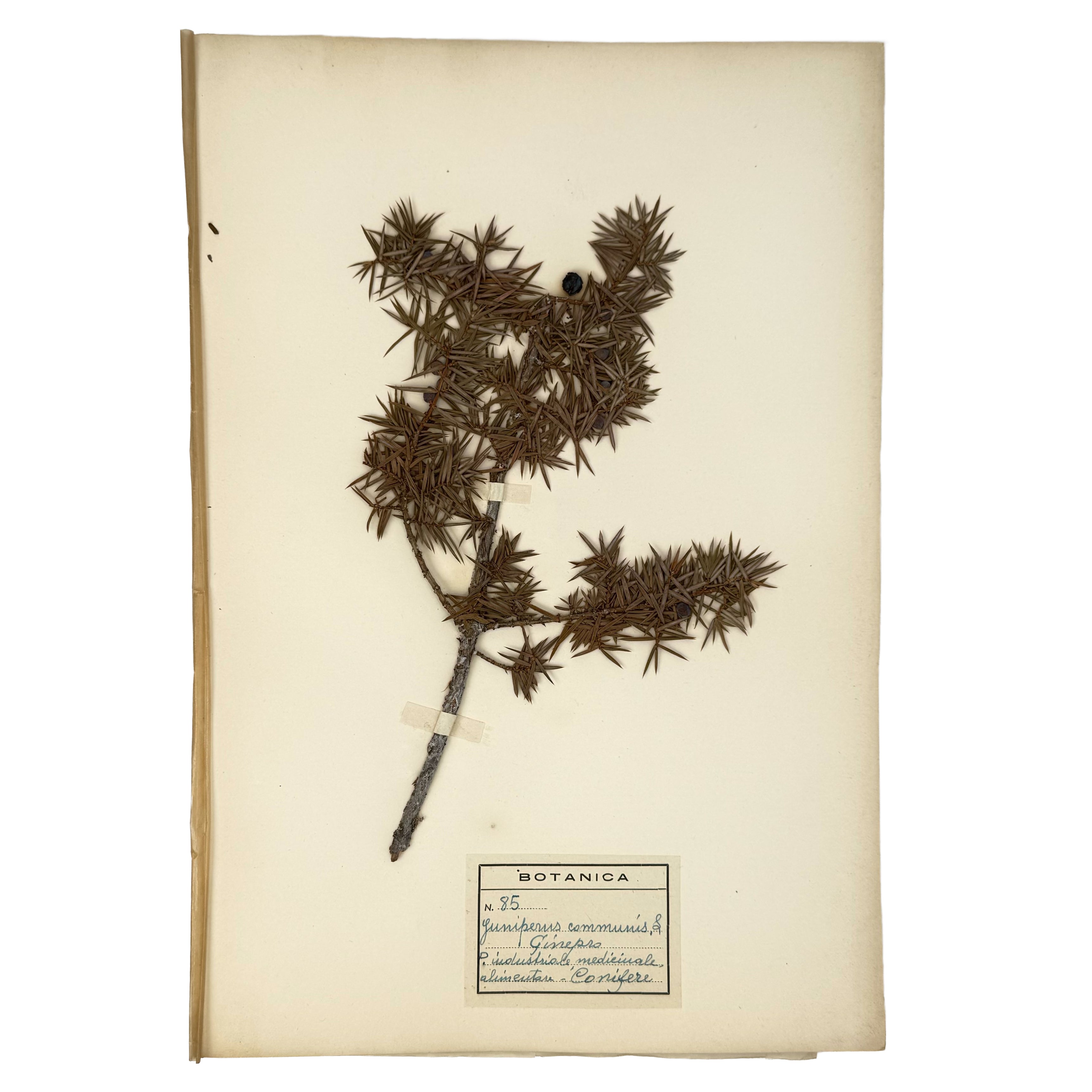 Italian botanical Herbarium, 51 specimens by : a scarce illustrative detail of the agriculture & natural history edition