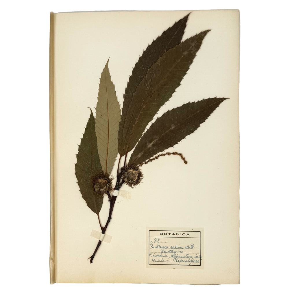 Italian botanical Herbarium, 51 specimens by : a scarce visual specimen of the agriculture & natural history exemplar
