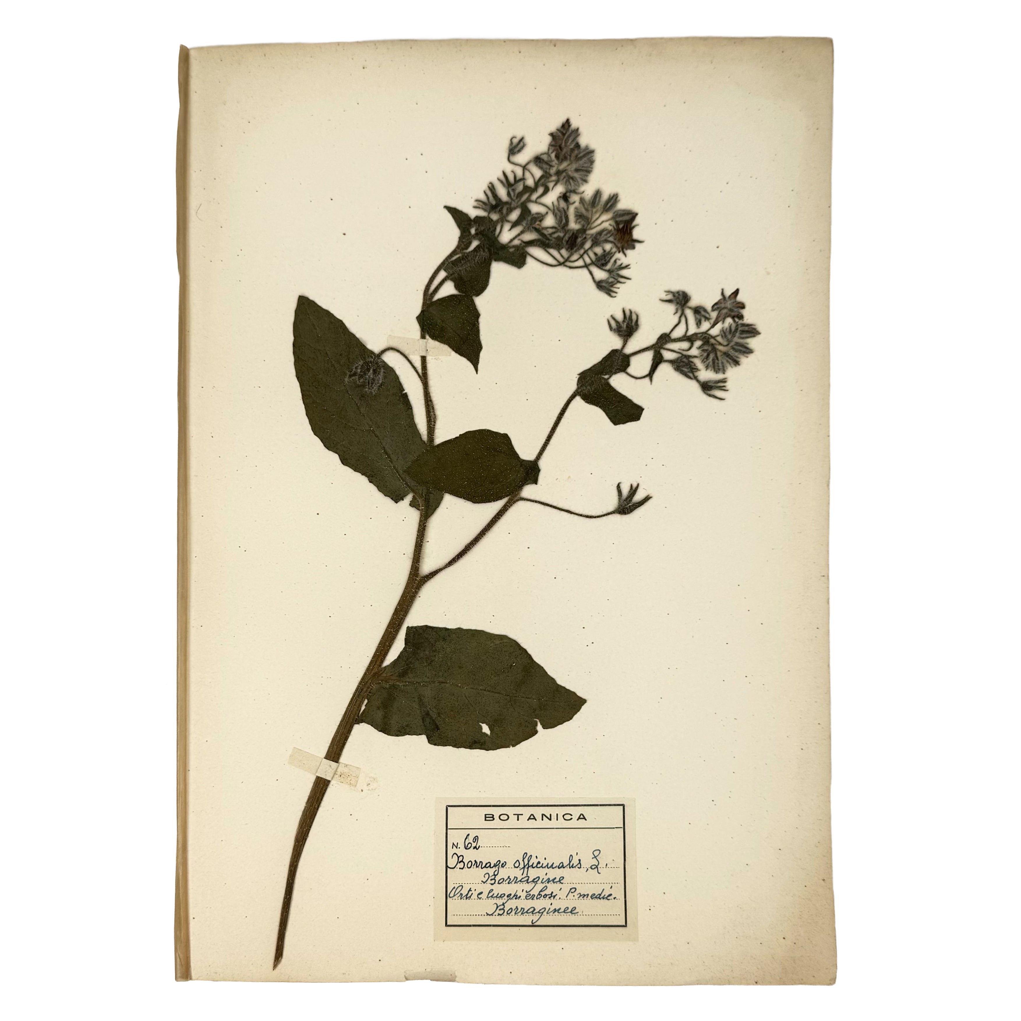 Italian botanical Herbarium, 51 specimens by : a delicate visual nuance of the agriculture & natural history piece