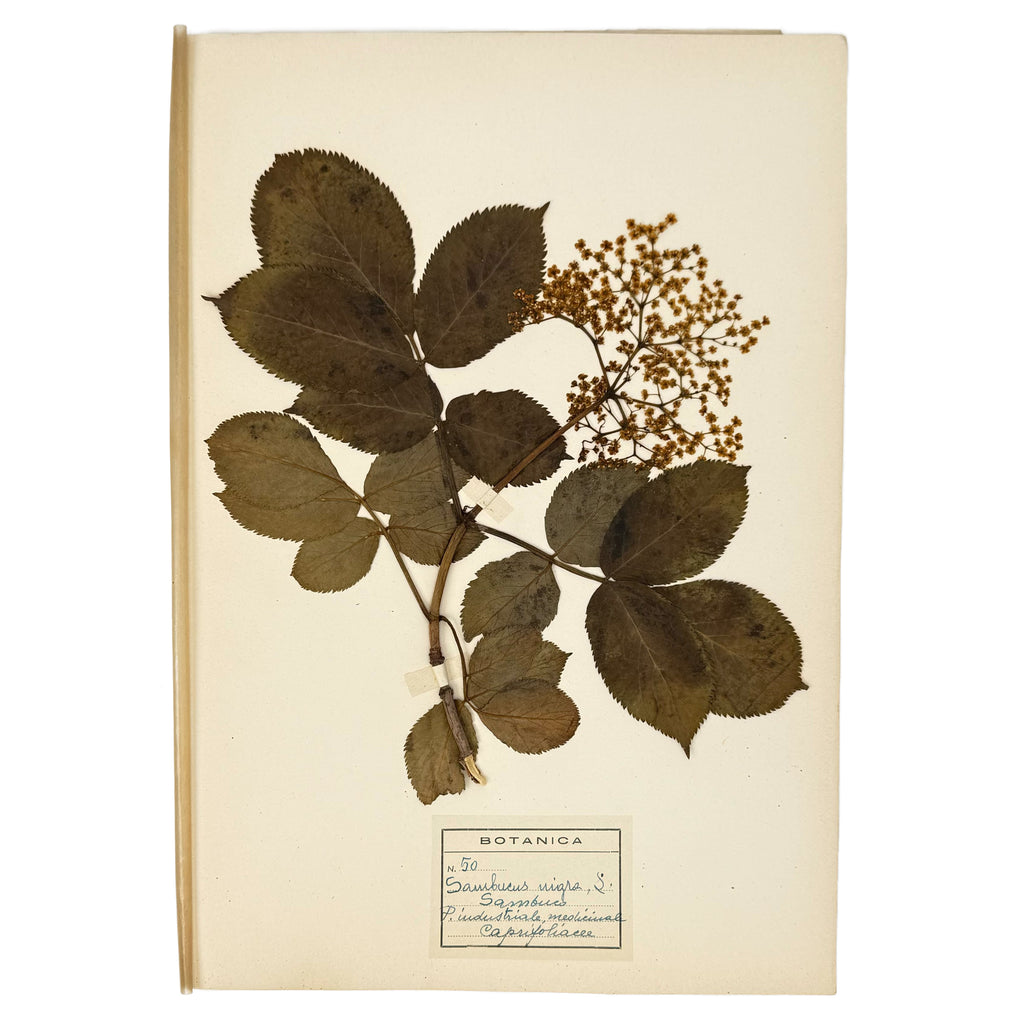 Italian botanical Herbarium, 51 specimens by : an uncommon visual fragment of the agriculture & natural history volume