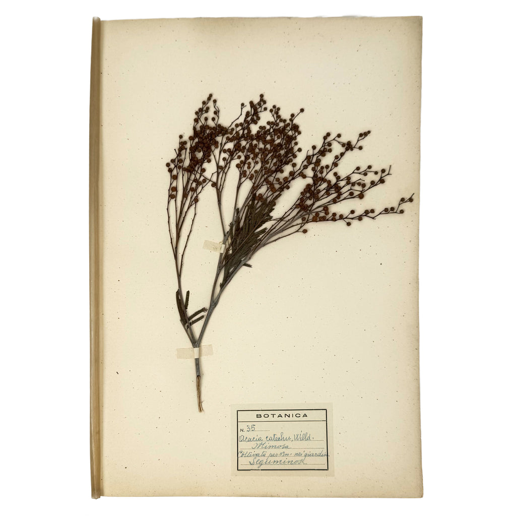 Italian botanical Herbarium, 51 specimens by : a scarce illustrative detail of the agriculture & natural history exemplar