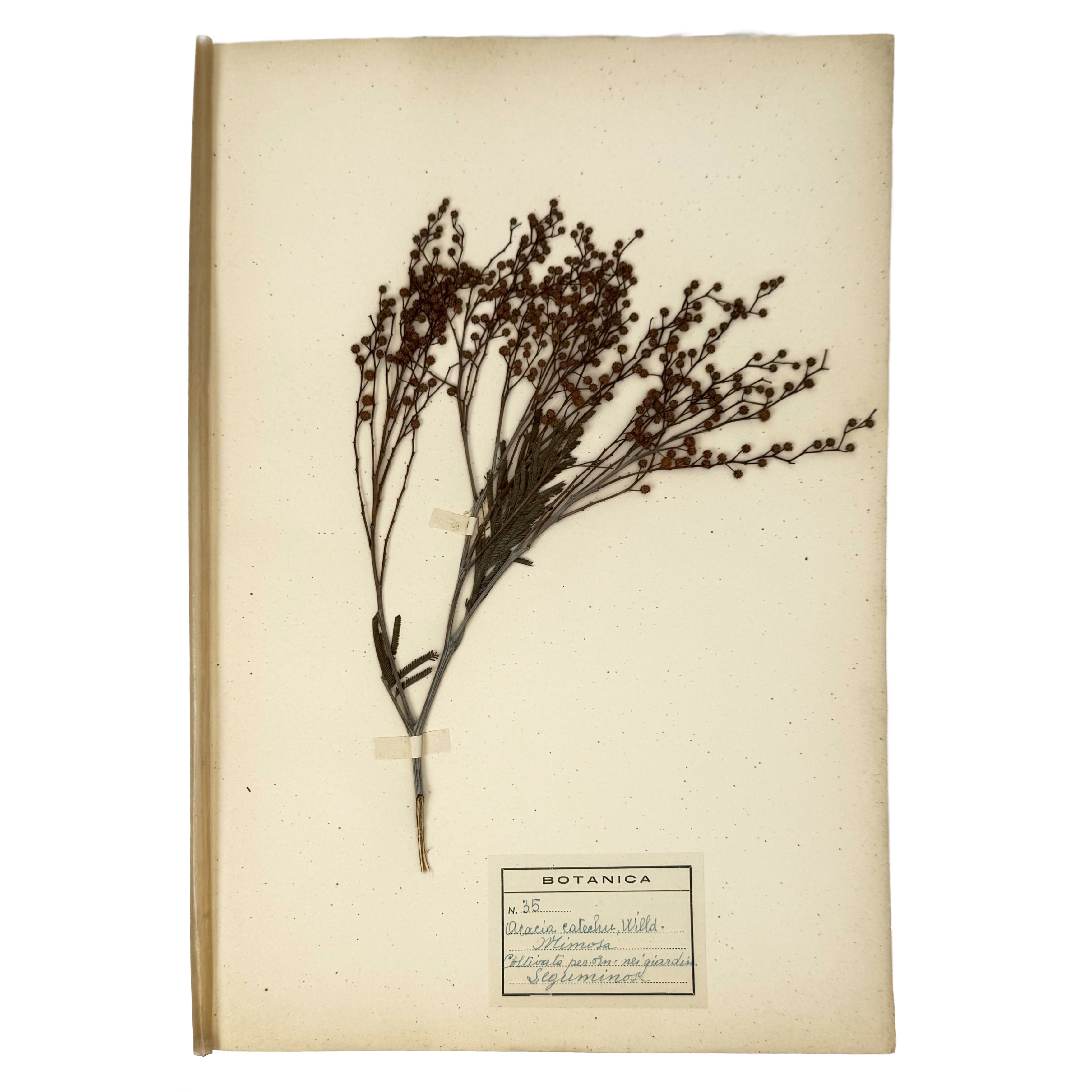 Italian botanical Herbarium, 51 specimens by : a scarce illustrative detail of the agriculture & natural history exemplar