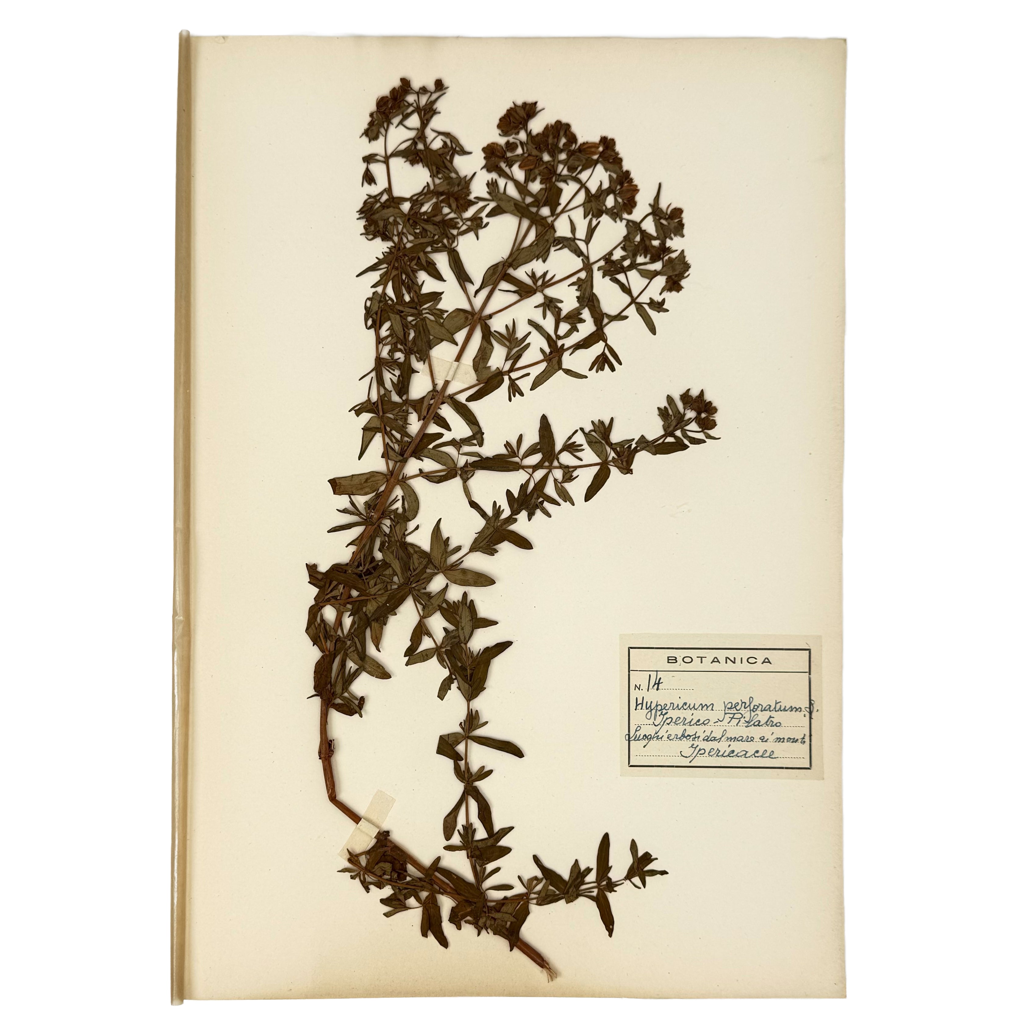 Italian botanical Herbarium, 51 specimens by : a distinctive element from the agriculture & natural history treatise