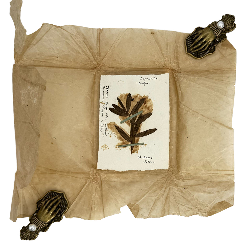 Italian small Herbarium, 12 specimens by : a scarce illustrative detail of the 1923 agriculture & natural history edition