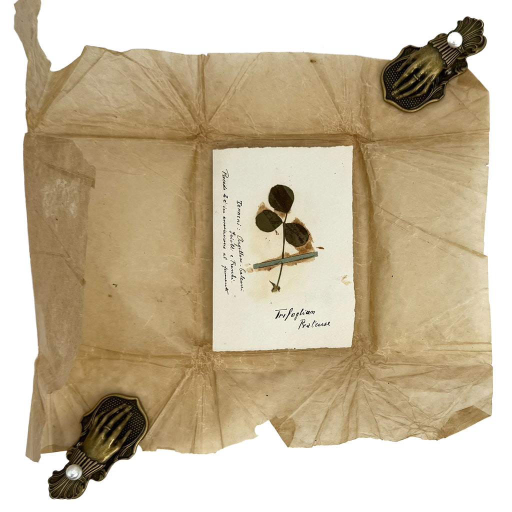 Italian small Herbarium, 12 specimens by : an uncommon representative view of the 1923 agriculture & natural history exemplar