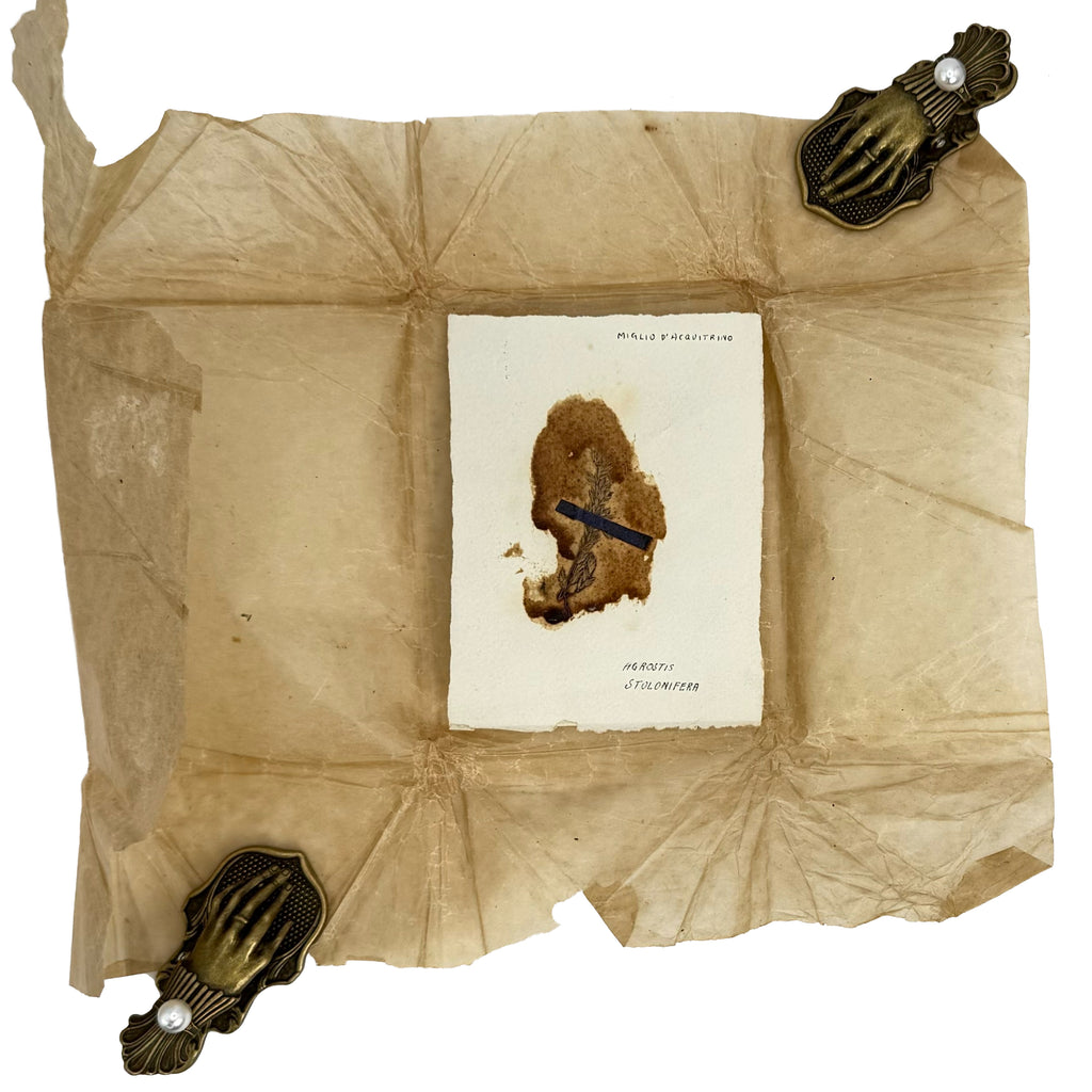 Italian small Herbarium, 12 specimens by : a rare visual excerpt of the 1923 agriculture & natural history text