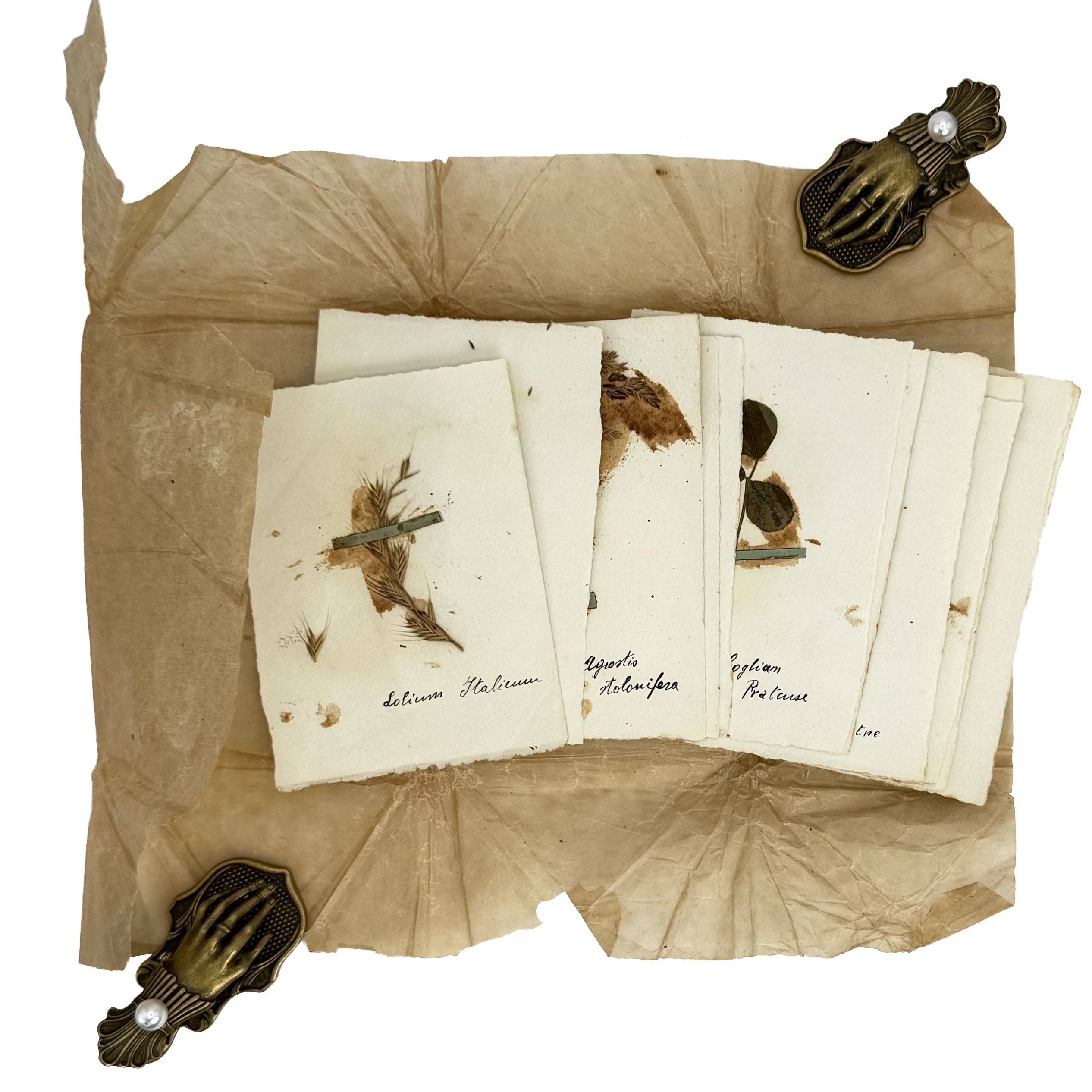 Italian small Herbarium, 12 specimens by : a selected plate showing the 1923 agriculture & natural history text